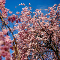 桜色に染まる-奈良県東吉野村：高見の郷