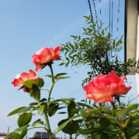 空をバックに撮りました。🌹💫