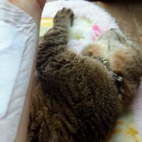 斎さん 大好きな霊能者さんでした お人形と同じ部屋で寝起きしている私 斎さん 大好きな霊能者さんでした お人形と同じ部屋で寝起きしている私