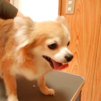 シャンプー