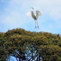 木の上のサギ
