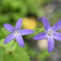 星花ふたつ。