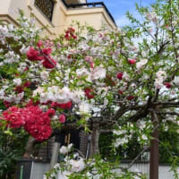 近所の家の八重桜の樹に、赤、ピンク、白の綺麗な花が咲いていました。
