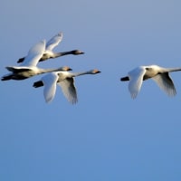 大沼の白鳥 ～ 朝の飛び立ち