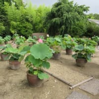 第3回目　大和１３佛霊場　午後のお参り　第２番・西大寺へ