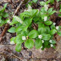 南町公園の新緑と桜と