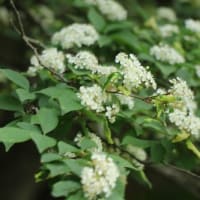 爽やかな5月の花巡り