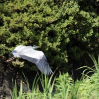 アオサギ