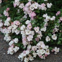 薔薇ひなあられと、ごまちゃんとかん太真生