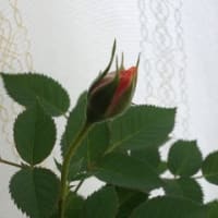 ひとふんばり。