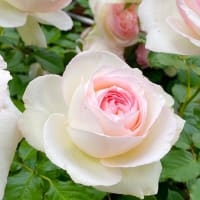 曇天の平日午前、近所の神代植物公園でバラ鑑賞。（その2）