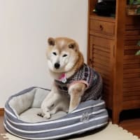 クリンへの想いは尽きなくて・・・309