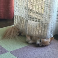 ６回目の月命日でした