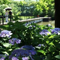 石橋文化センターから　花菖蒲とアジサイ