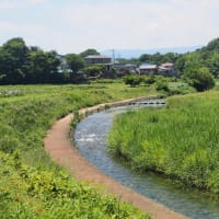 ときがわ花菖蒲園
