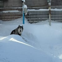 また