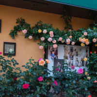 大泉の薔薇屋敷と薔薇の写真館