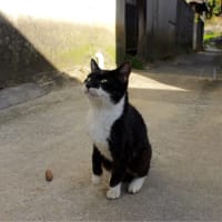 これ気に入っています