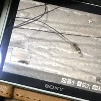 突然現れた毛束箇所で激痛