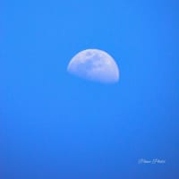 晴天を背景に上弦＋1DAYな月がぷかり♪