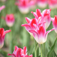 上湧別チューリップ公園に行ってきました🌷