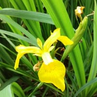 視野検査の結果