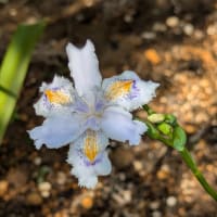 シャガ開花と不気味な種