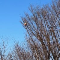 自慢したって、いいんじゃない？