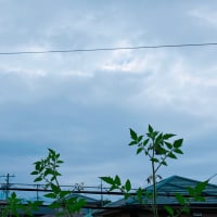 白内障の手術