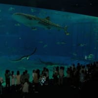 沖縄一人旅⑩～美ら海水族館