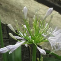 最も早い梅雨明け・・・