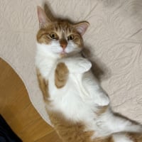 大会前だけど