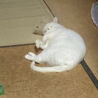 久々のウォーキング
