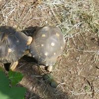埼玉県こども動物自然公園で動物さんに癒される　その５　最終回