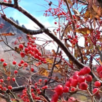 那須山の紅葉🌿❤🍁　パート3