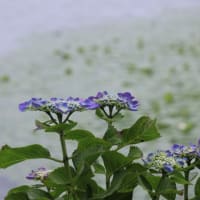 花めぐり・水元公園