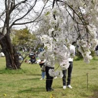小石川植物園　天城吉野の花　　　　25