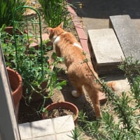 猫　逃亡中