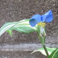 5月中旬の花