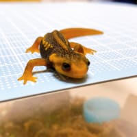 アメイロイボイモリ - 爬虫類ショップ Wild Monster