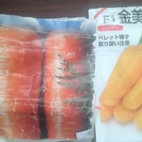 人参の種まき‘25