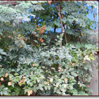 ツワブキの花が・・・