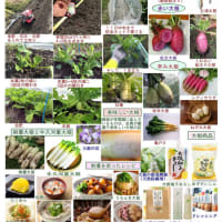 茨城味自慢：茨城県のブランド大根「剣優」そして「牛久河童大根」