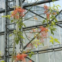 晩春～初夏の花：ゴウシュウアオギリ