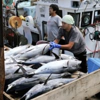 松前マグロ激減の危機　３０キロ未満漁獲枠ゼロ、水産庁方針　「取る魚ない」漁業者不安（日本かつおまぐろ）