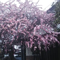 梅の花、満開