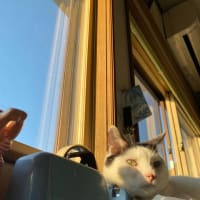 酵素ジュースその後