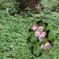 夏の花を見に北信州