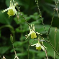 2025年6/11　山野草