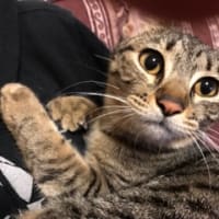 保護猫